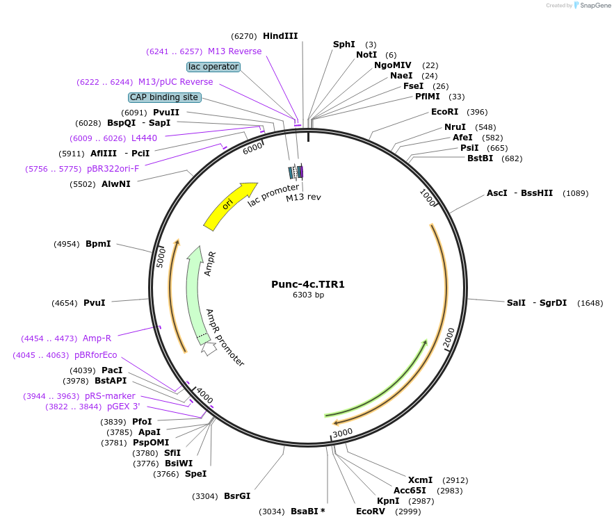 194053-plasmid-map-sequence-id-381187