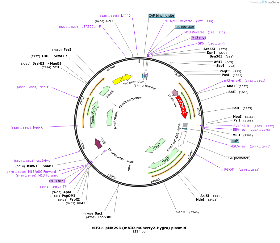 192244-plasmid-map-sequence-id-381189