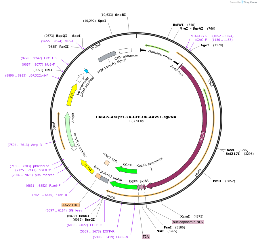 194723-plasmid-map-sequence-id-381230