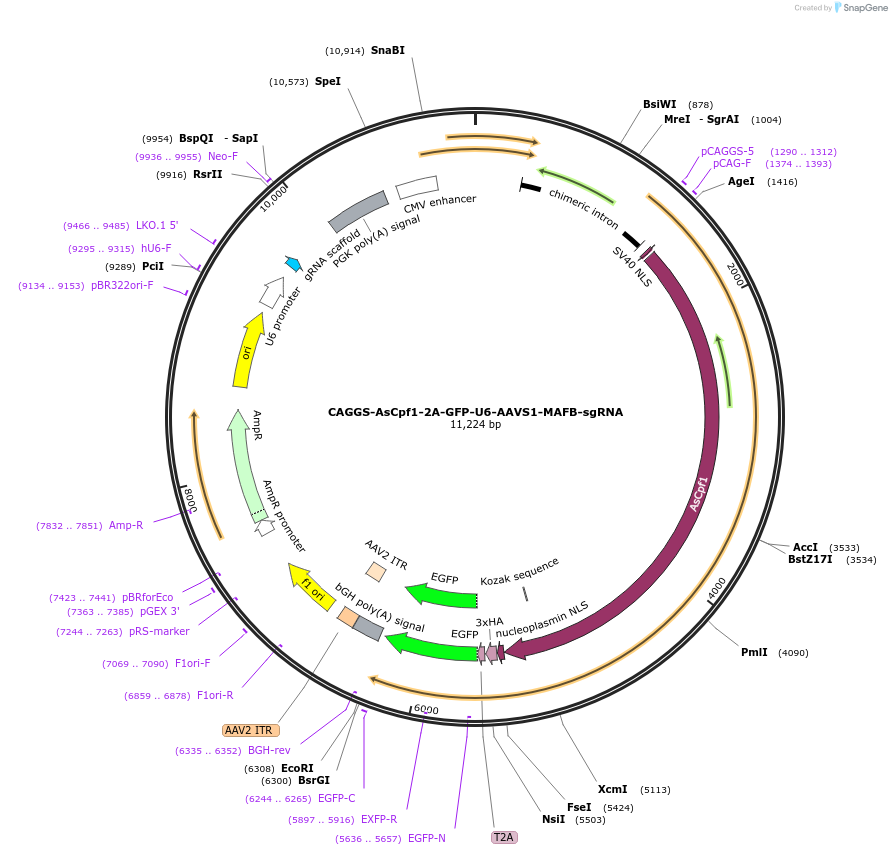 194725-plasmid-map-sequence-id-381234
