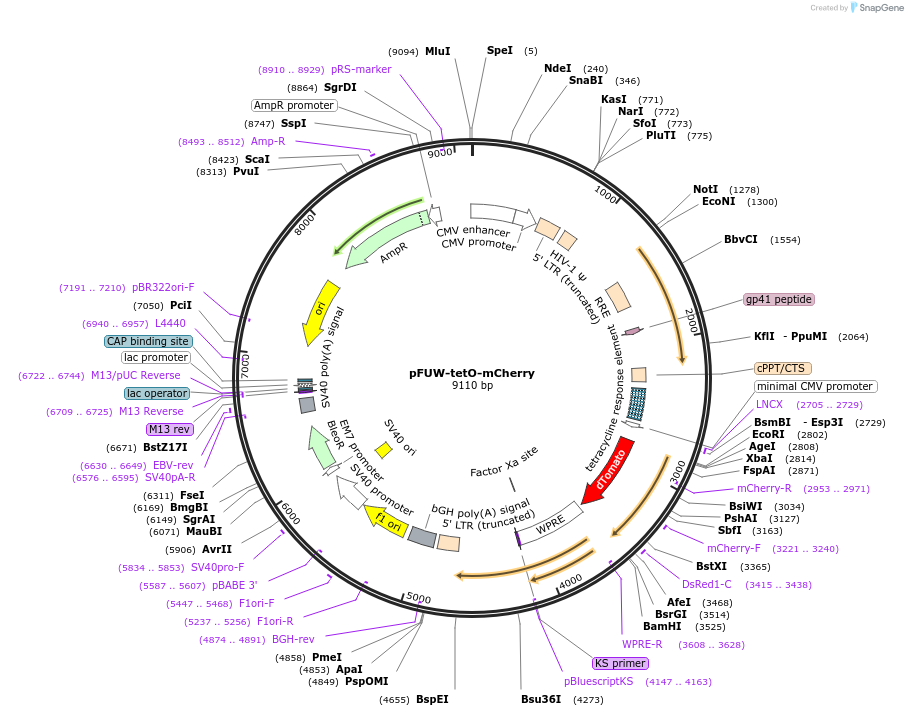 193060-plasmid-map-sequence-id-381271
