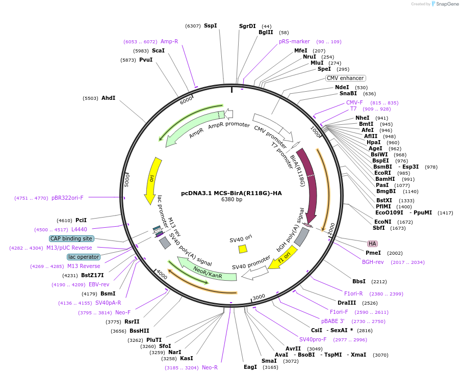 36047-plasmid-map-sequence-id-381279