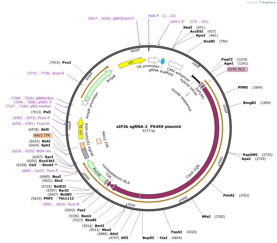 192256-plasmid-map-sequence-id-381298