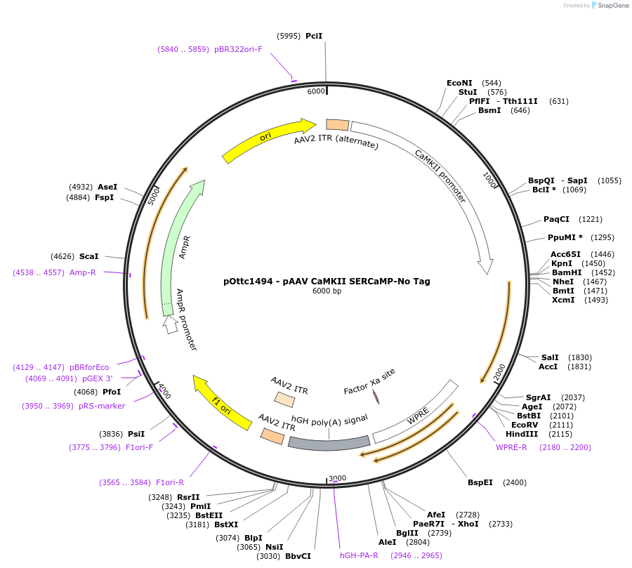 192601-plasmid-map-sequence-id-381299