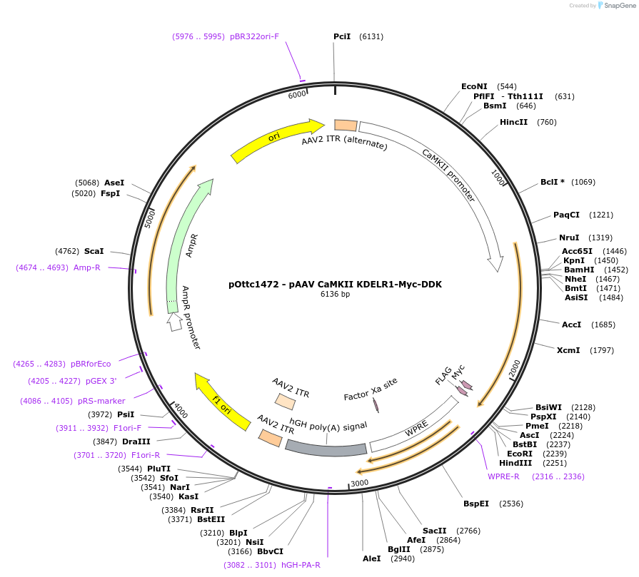 192599-plasmid-map-sequence-id-381302