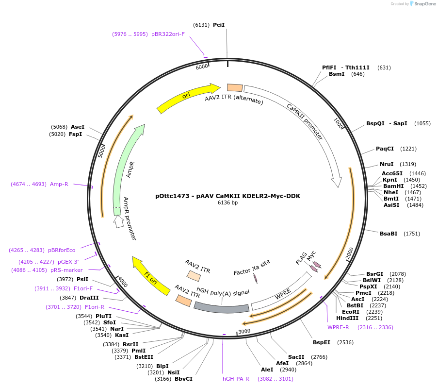 192600-plasmid-map-sequence-id-381304