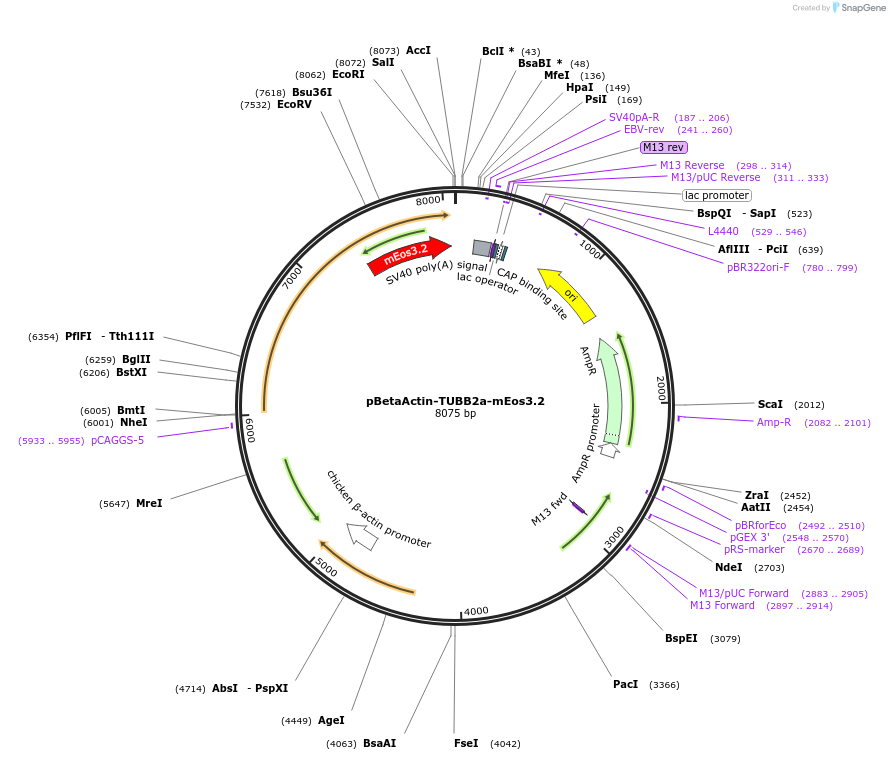 191320-plasmid-map-sequence-id-381311