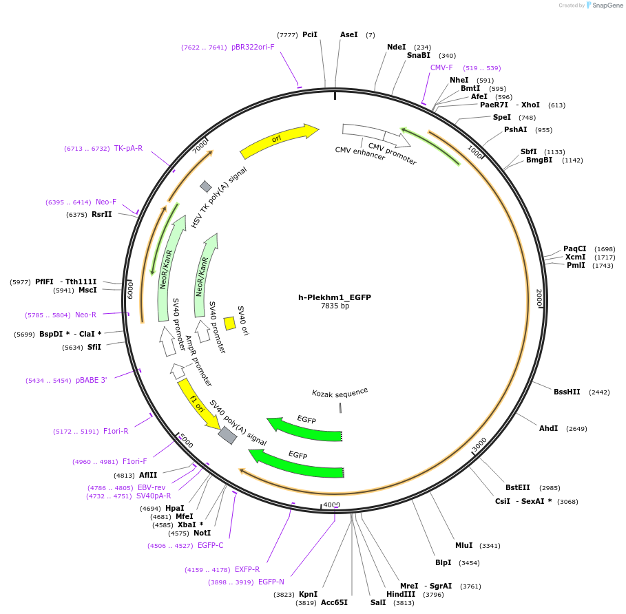 73836-plasmid-map-sequence-id-381314