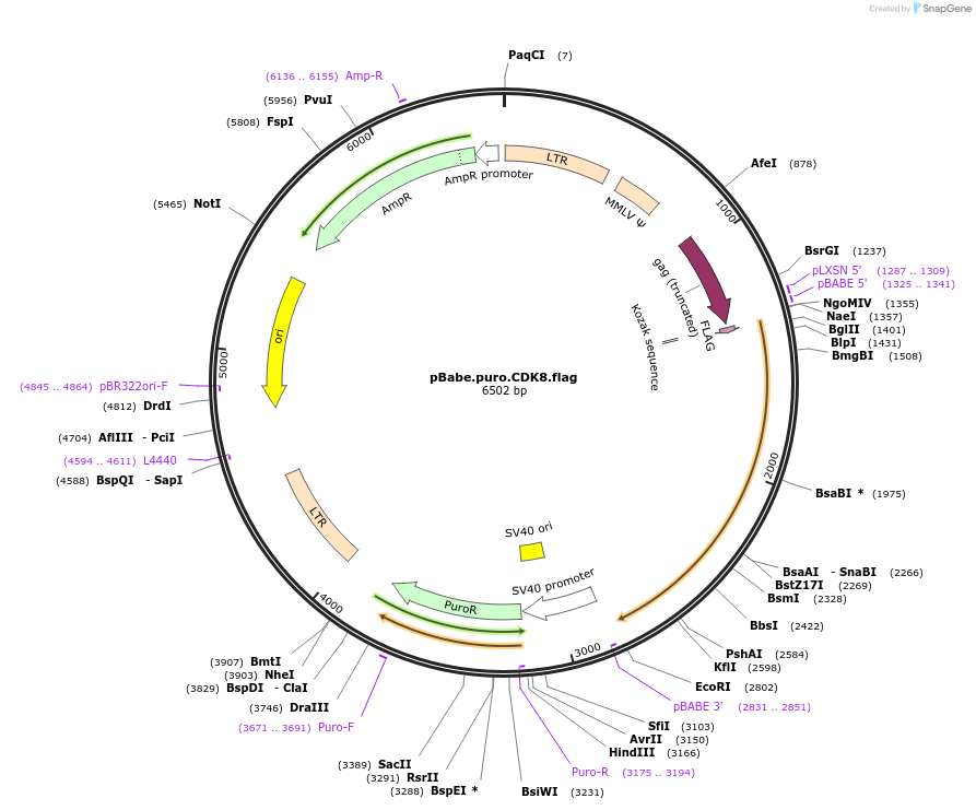 19758-plasmid-map-sequence-id-381317