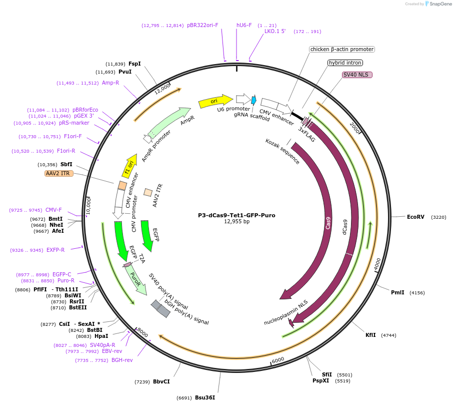 190728-plasmid-map-sequence-id-381333