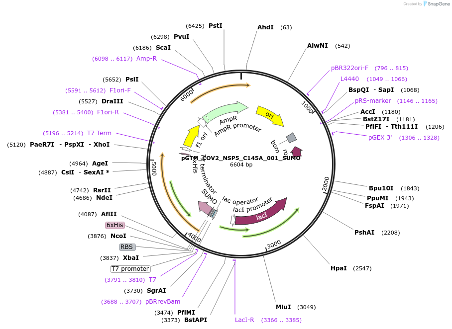 192349-plasmid-map-sequence-id-381344