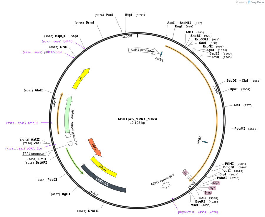 190585-plasmid-map-sequence-id-381347