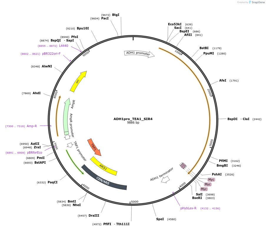 190586-plasmid-map-sequence-id-381349