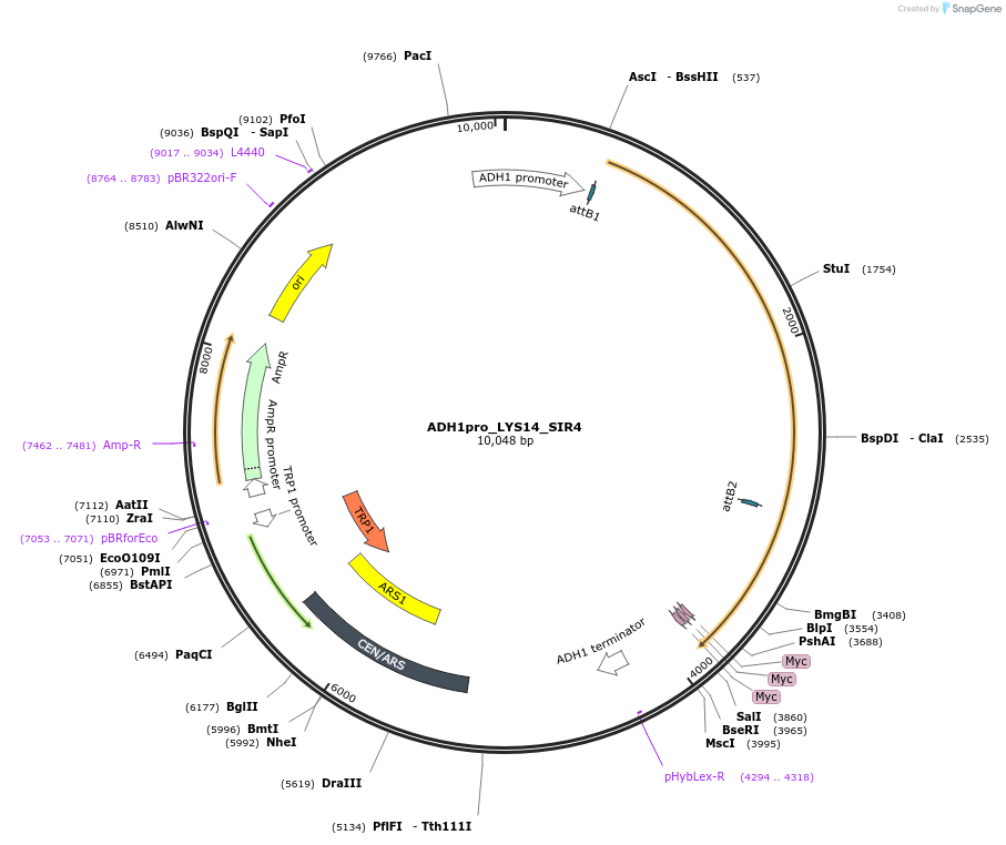 190583-plasmid-map-sequence-id-381350
