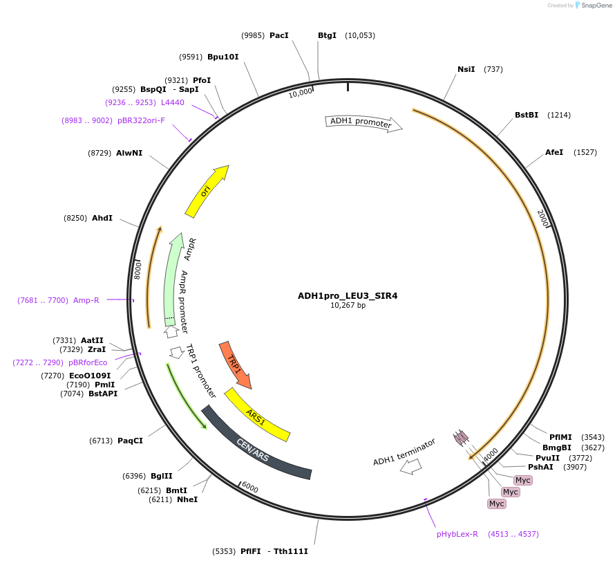 190582-plasmid-map-sequence-id-381351