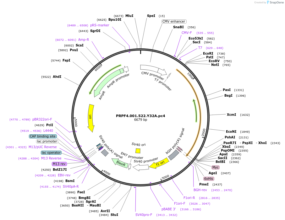 137646-plasmid-map-sequence-id-381367