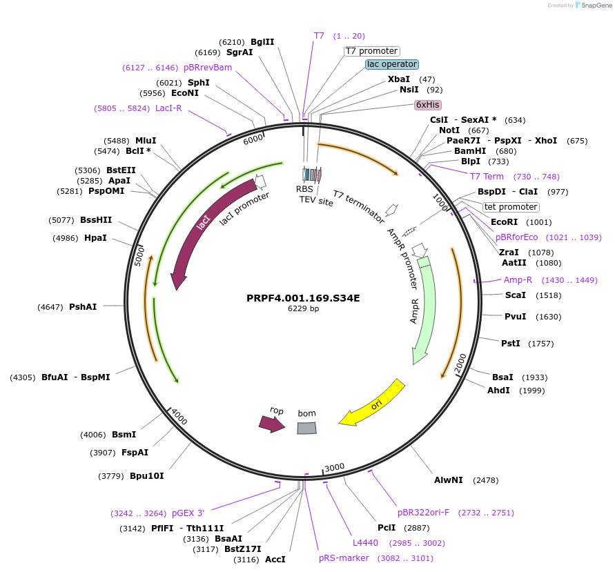 137643-plasmid-map-sequence-id-381376