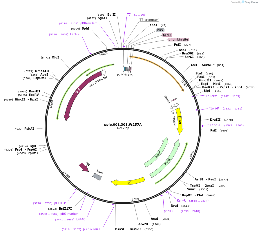 137652-plasmid-map-sequence-id-381379