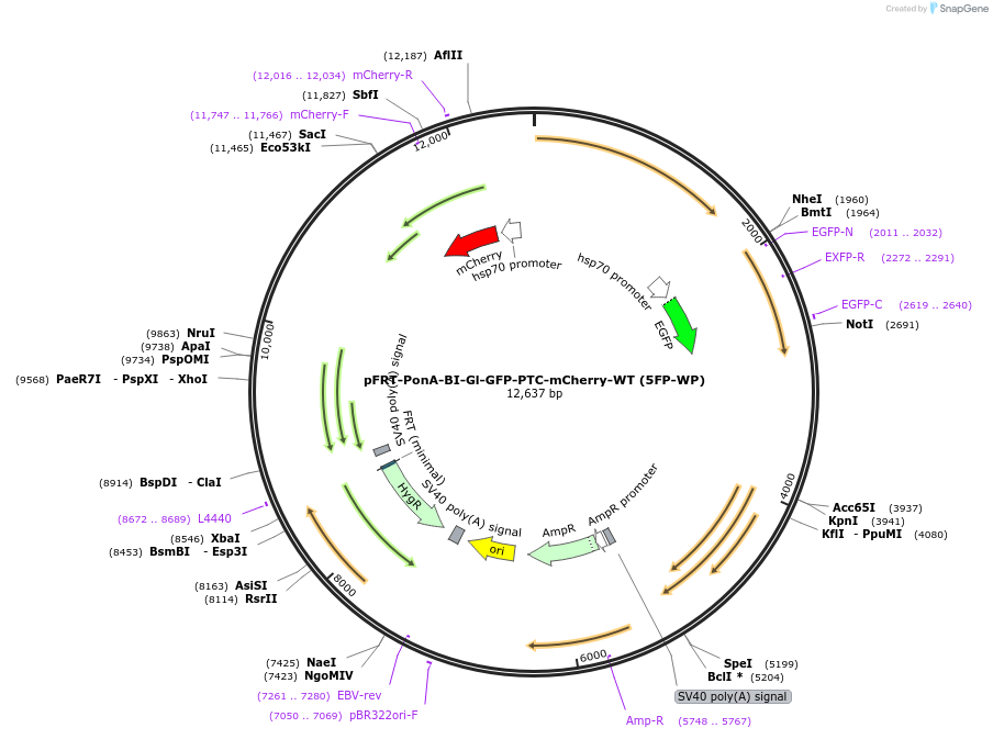 189795-plasmid-map-sequence-id-381418