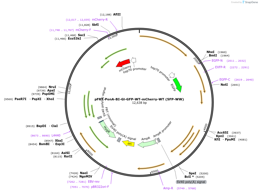 189794-plasmid-map-sequence-id-381422