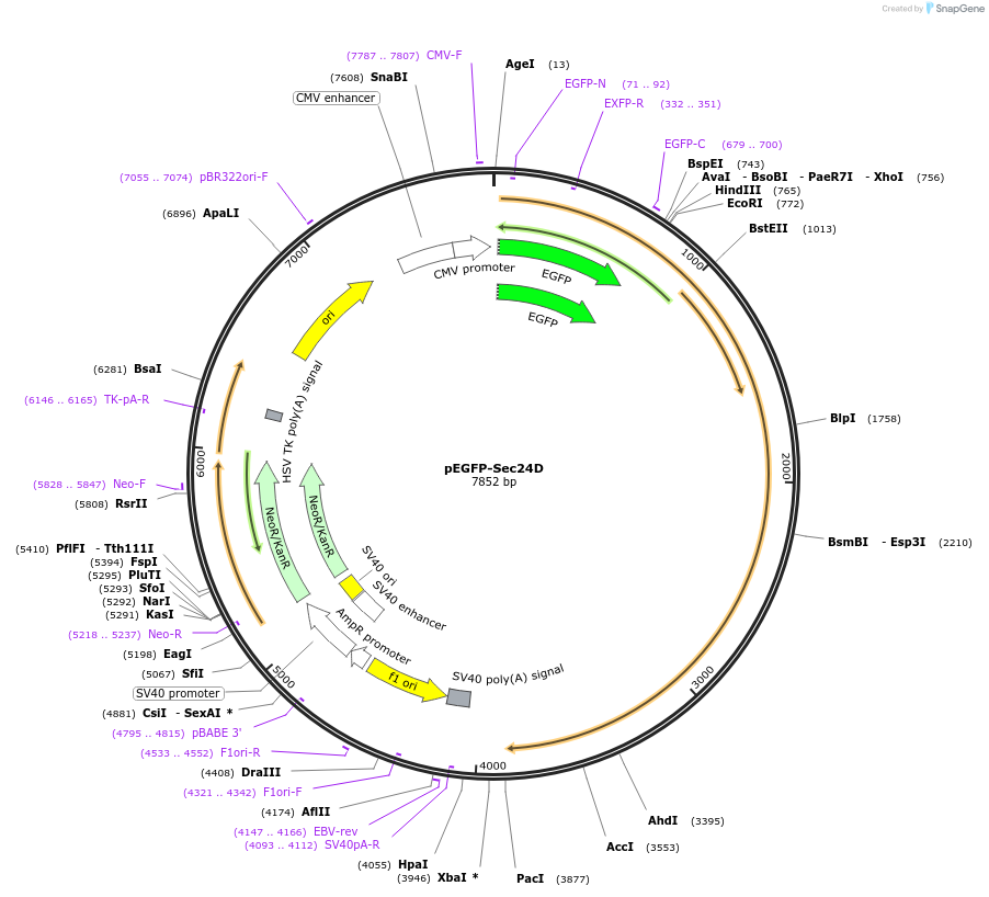 32678-plasmid-map-sequence-id-38143