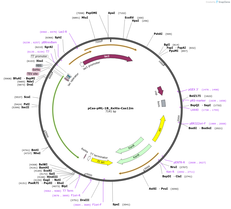 192282-plasmid-map-sequence-id-381462