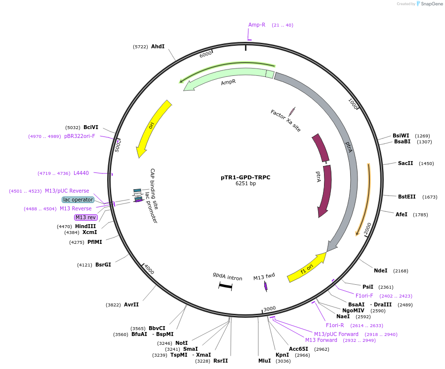 190103-plasmid-map-sequence-id-381464