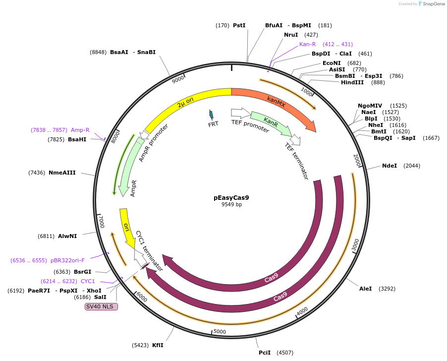 184909-plasmid-map-sequence-id-381465