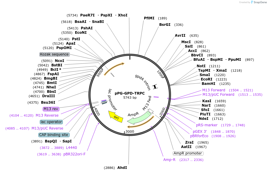 190113-plasmid-map-sequence-id-381466