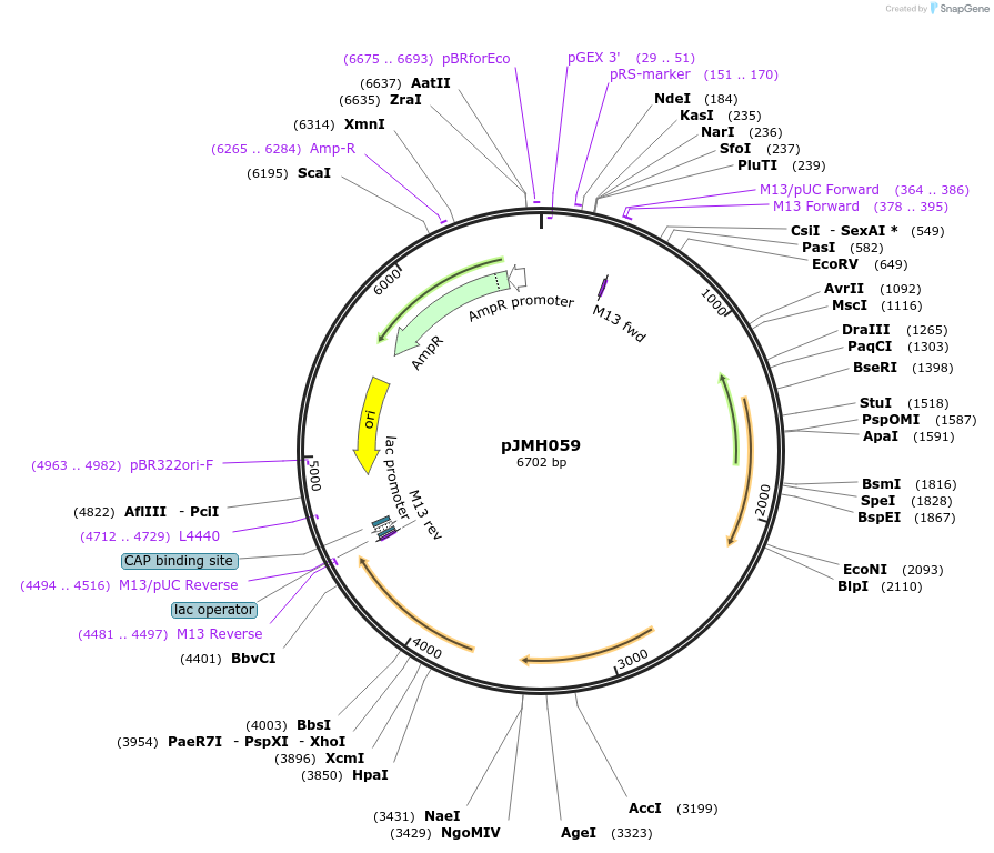 186641-plasmid-map-sequence-id-381469