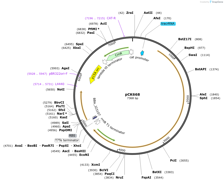 192637-plasmid-map-sequence-id-381515