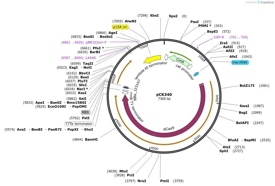 192639-plasmid-map-sequence-id-381517