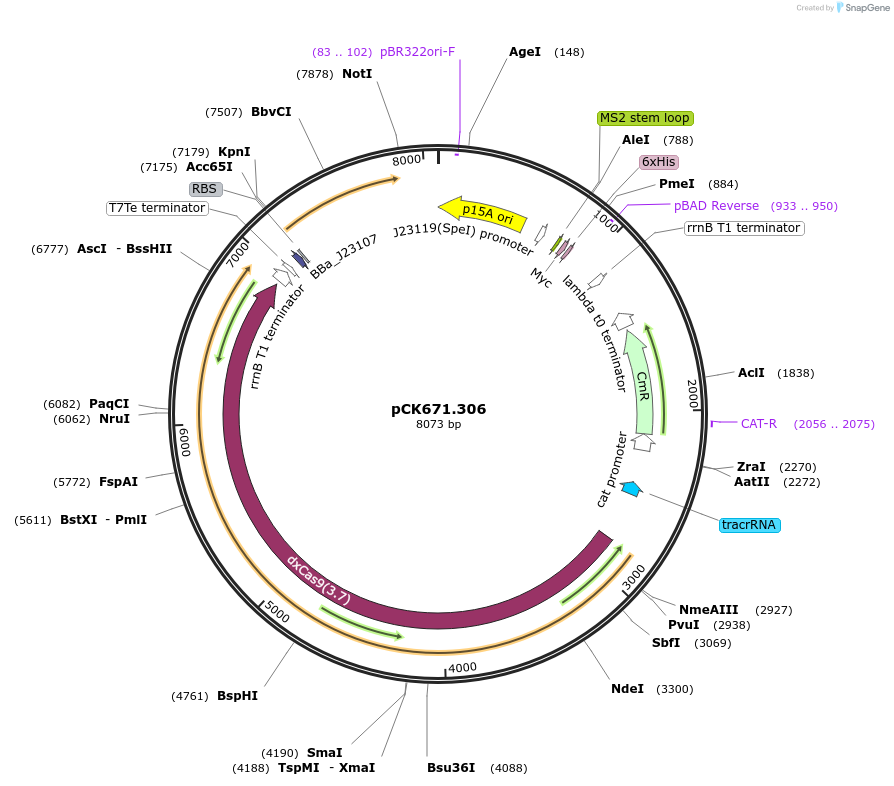 192641-plasmid-map-sequence-id-381519