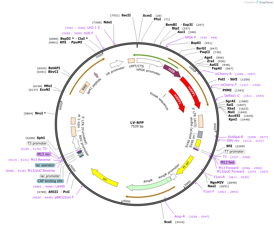 26001-plasmid-map-sequence-id-381527