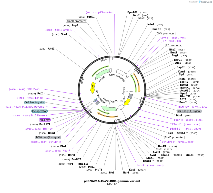 194600-plasmid-map-sequence-id-381528