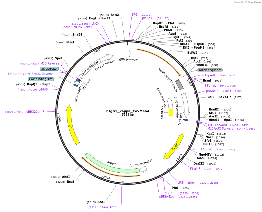 194604-plasmid-map-sequence-id-381530