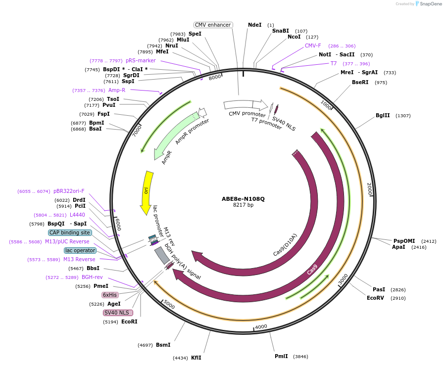 194157-plasmid-map-sequence-id-381533