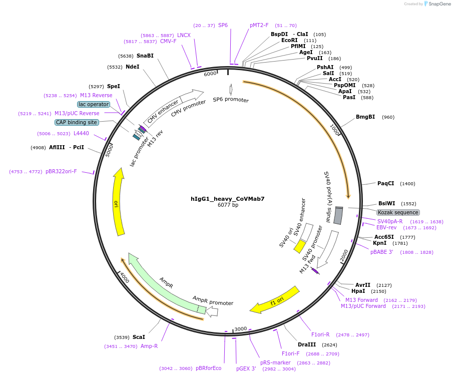 194605-plasmid-map-sequence-id-381536