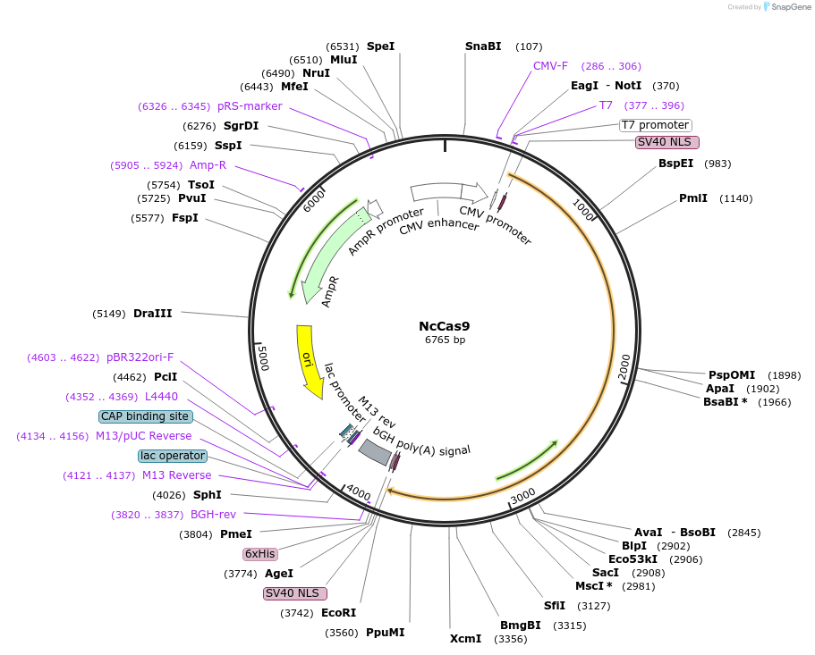 194093-plasmid-map-sequence-id-381538