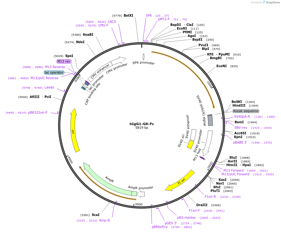 194594-plasmid-map-sequence-id-381539