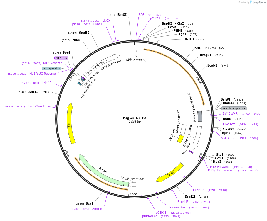 194596-plasmid-map-sequence-id-381540