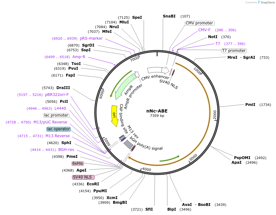 194095-plasmid-map-sequence-id-381542