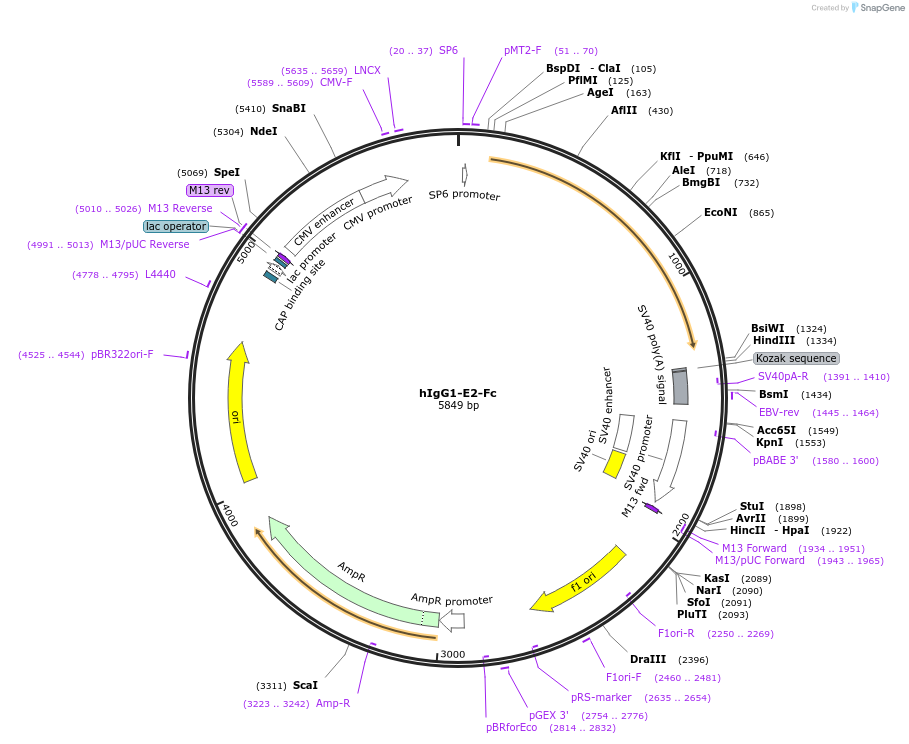 194595-plasmid-map-sequence-id-381544