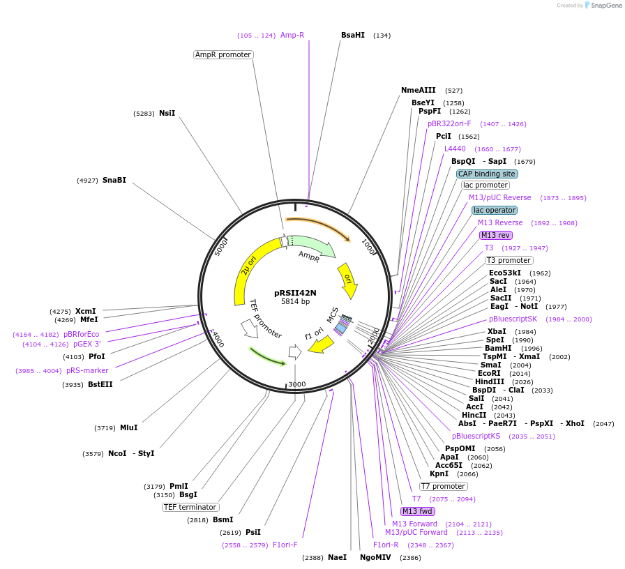 194525-plasmid-map-sequence-id-381545