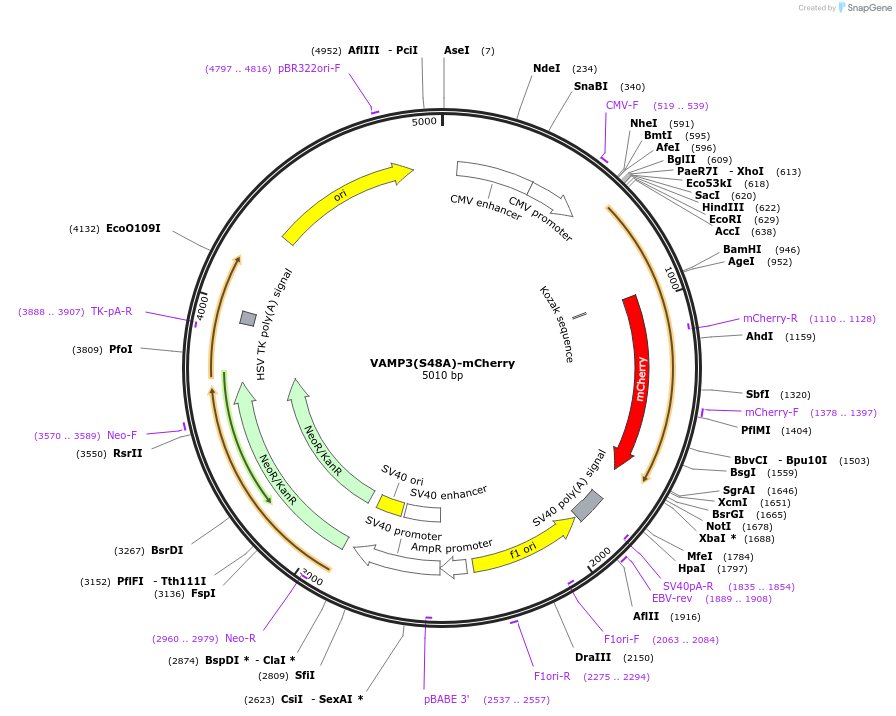 193635-plasmid-map-sequence-id-381549