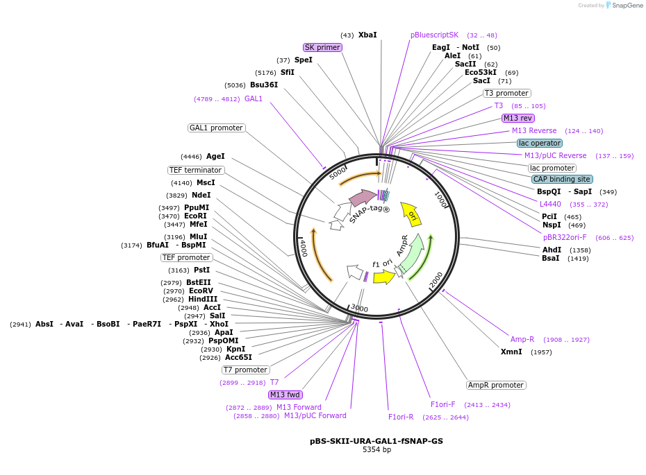 188938-plasmid-map-sequence-id-381552