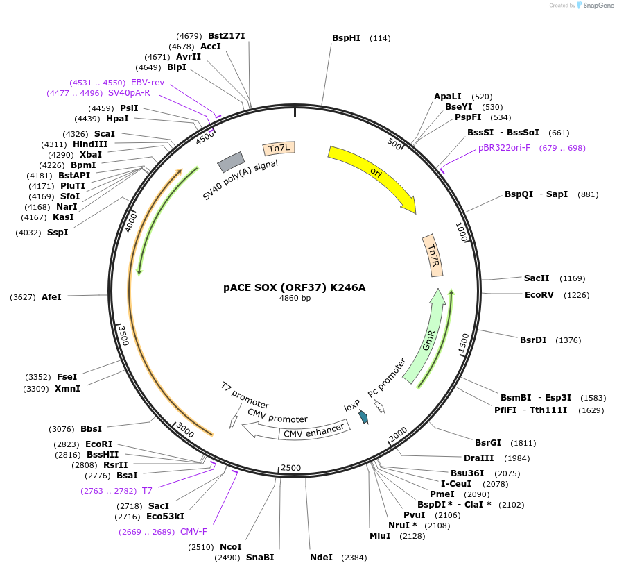 192051-plasmid-map-sequence-id-381554