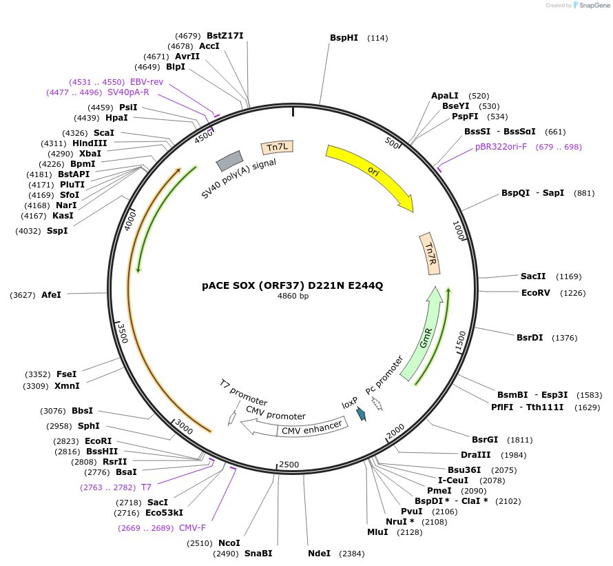 192053-plasmid-map-sequence-id-381556