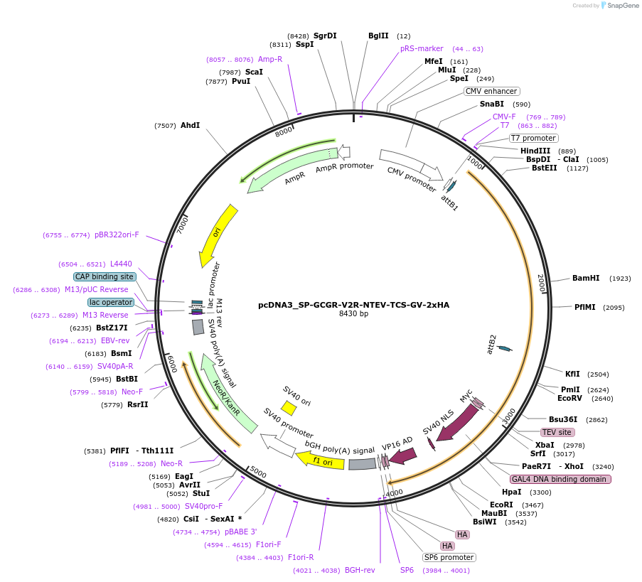 194377-plasmid-map-sequence-id-381559