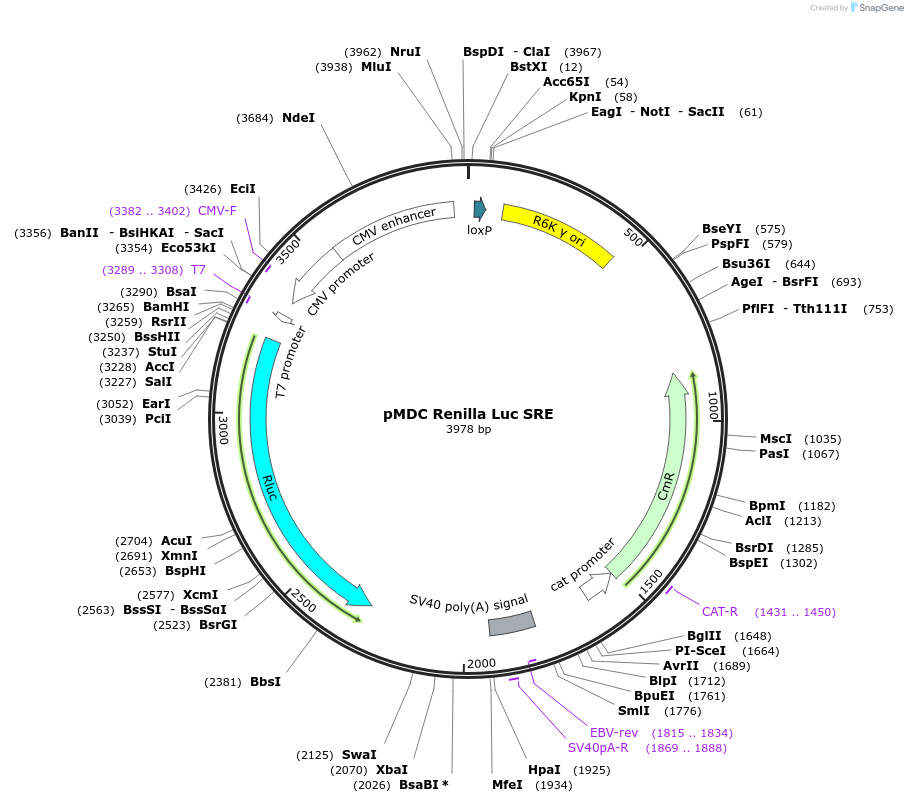 191657-plasmid-map-sequence-id-381560